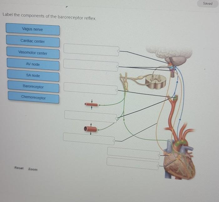 Label the components of the baroreceptor reflex.