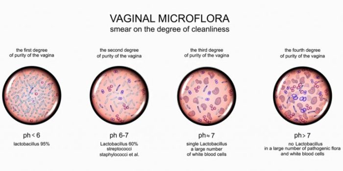 Gram coccobacilli negative bacteriology