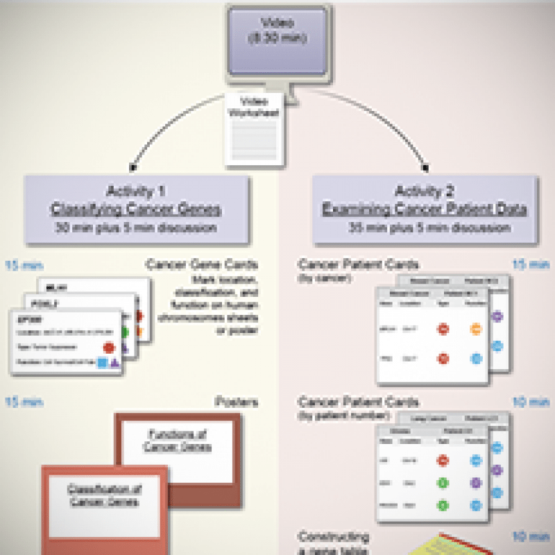 Hhmi eukaryotic cell cycle and cancer answers