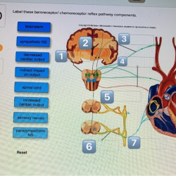 Baroreceptor reflex