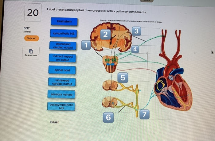 Baroreceptor reflex